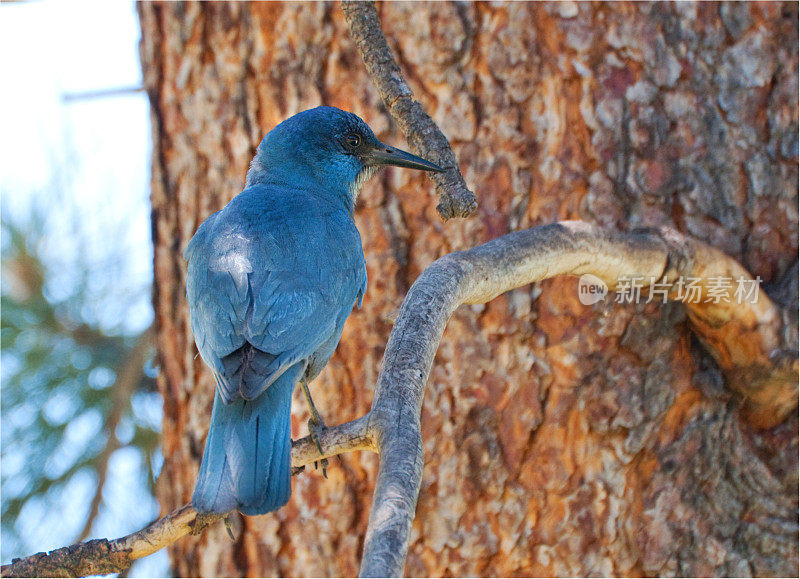 来自俄勒冈州的Pinyon Jay